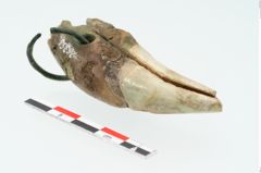 Foto von Bärenzahnanhänger (NHMW-PRAE-025355)